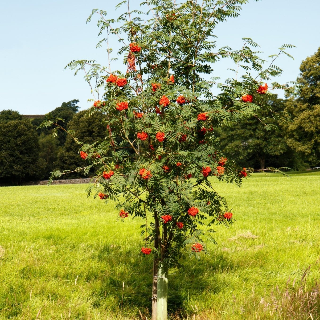 Mountain Ash Rowan Tree | Sorbus aucuparia - Image 9