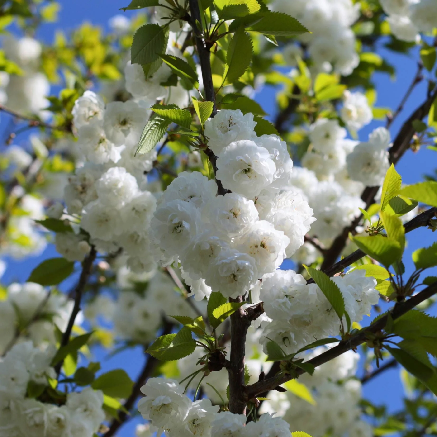 Multi Stem Tibetan Cherry Tree | Prunus serrula - Image 5