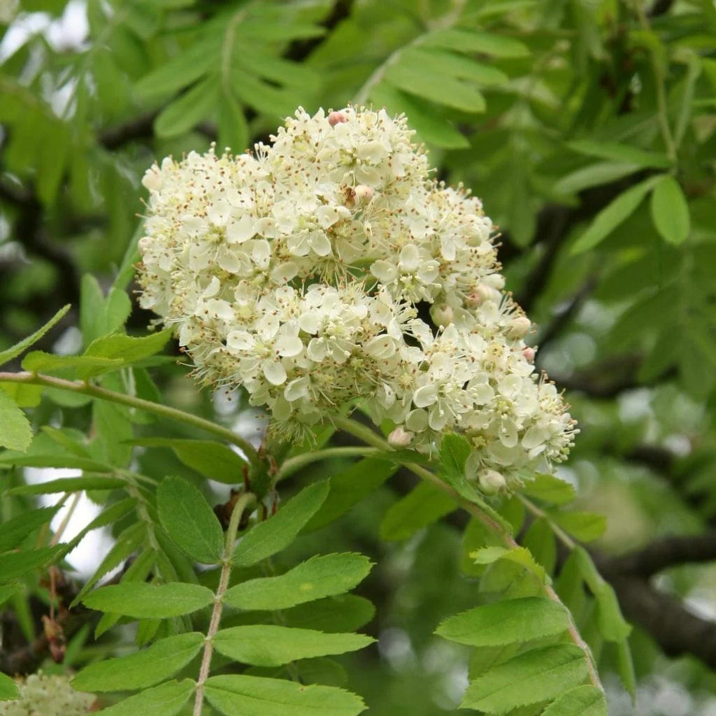 Multi-Stem Mountain Ash Rowan Tree | Sorbus aucuparia - Image 3
