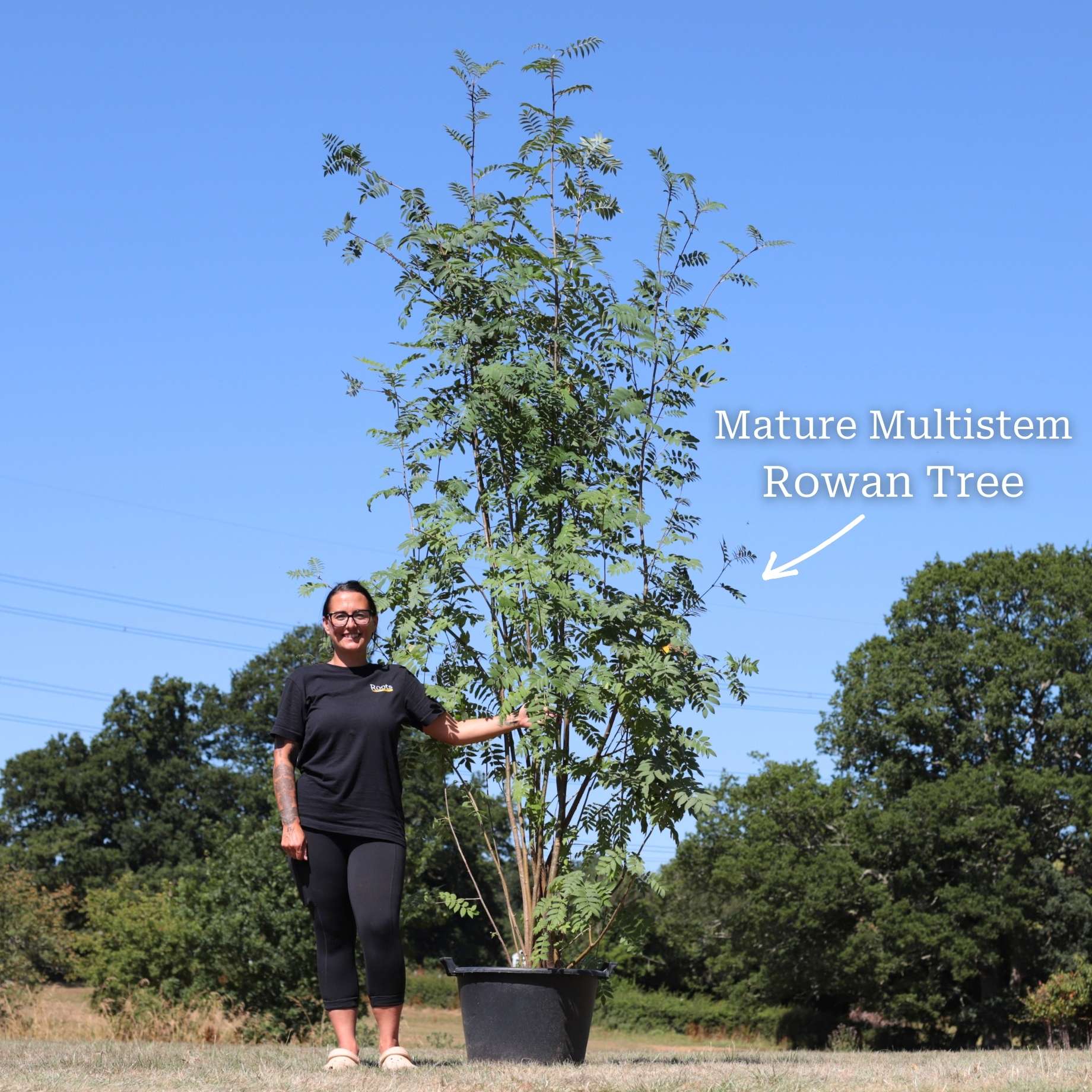Multi-Stem Mountain Ash Rowan Tree | Sorbus aucuparia - Image 5