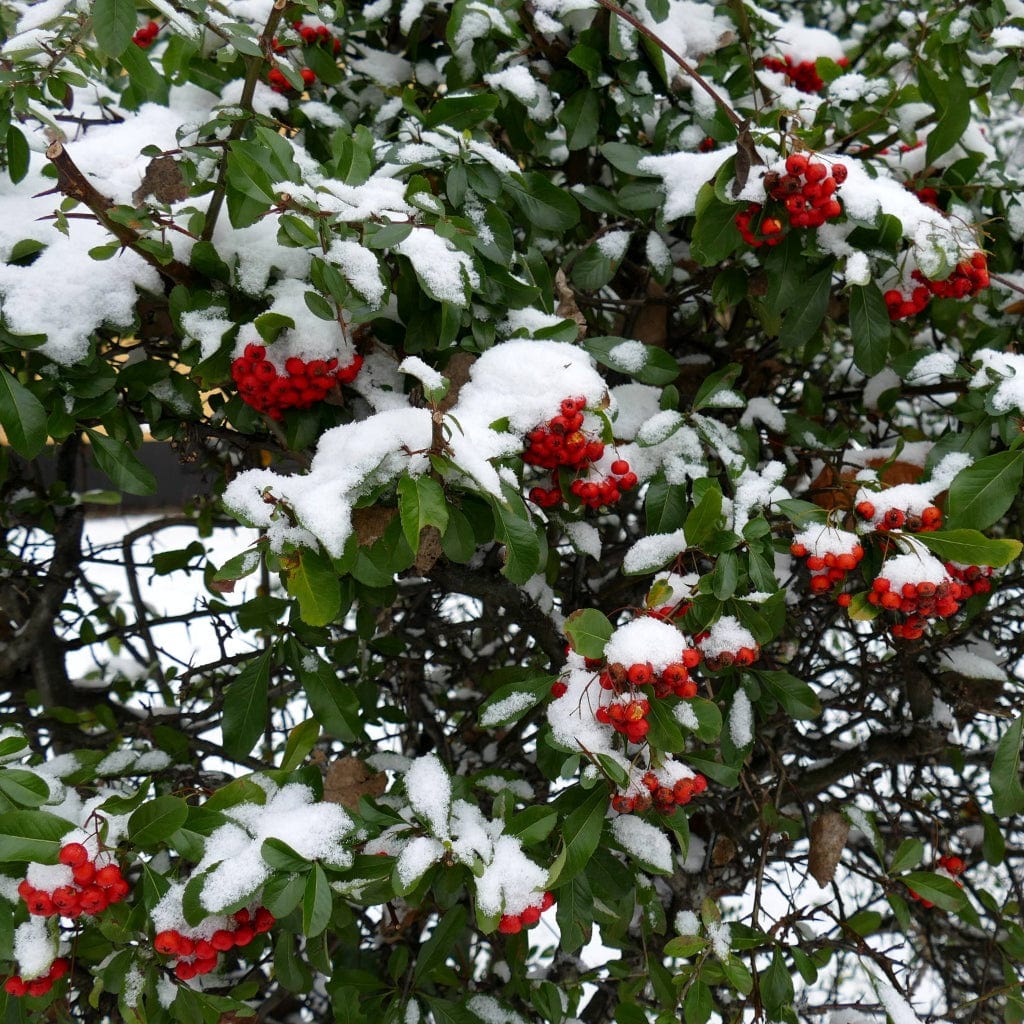 Multi-Stem Mountain Ash Rowan Tree | Sorbus aucuparia - Image 6