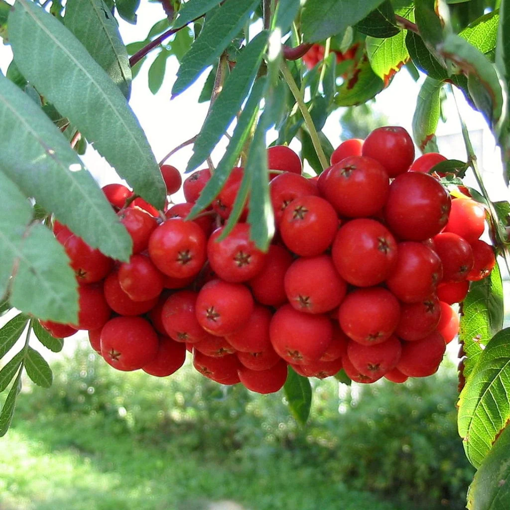 Multi-Stem Mountain Ash Rowan Tree | Sorbus aucuparia - Image 7