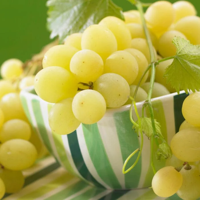 'Muscat of Alexandria' Grape Vine - Image 3