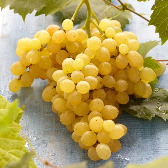 'Muscat of Alexandria' Grape Vine - Image 4