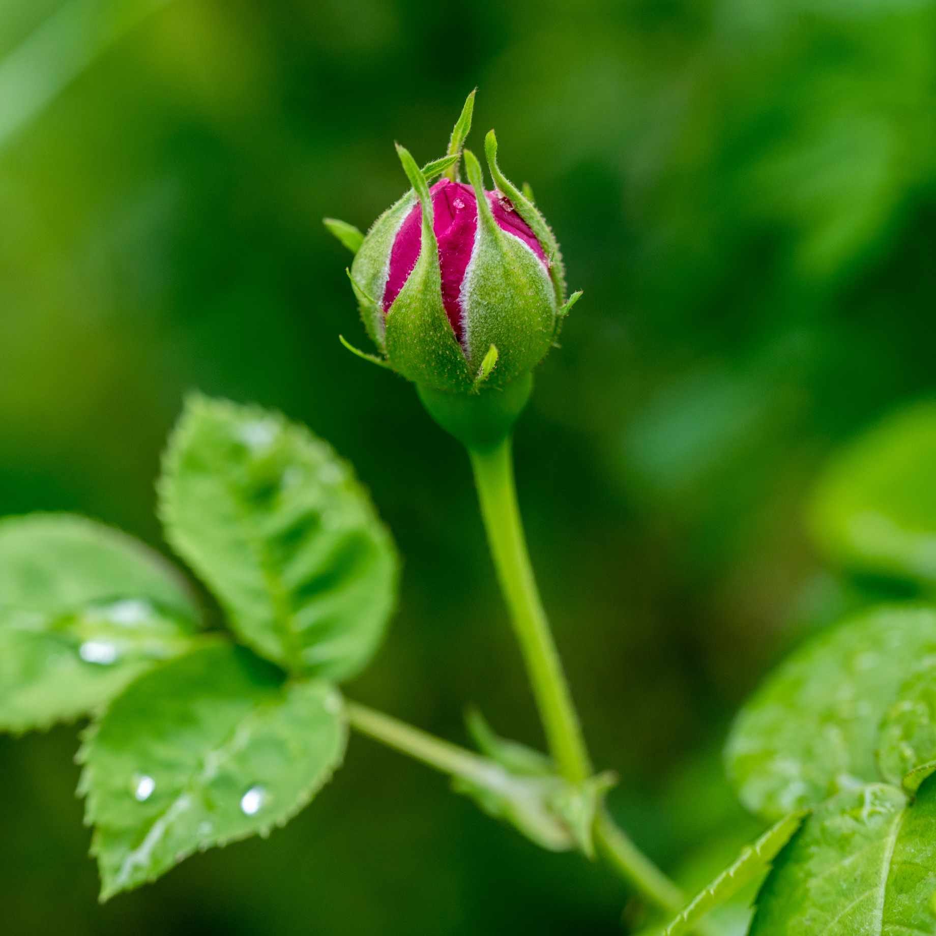 'My Valentine' Hybrid Tea Rose - Image 2