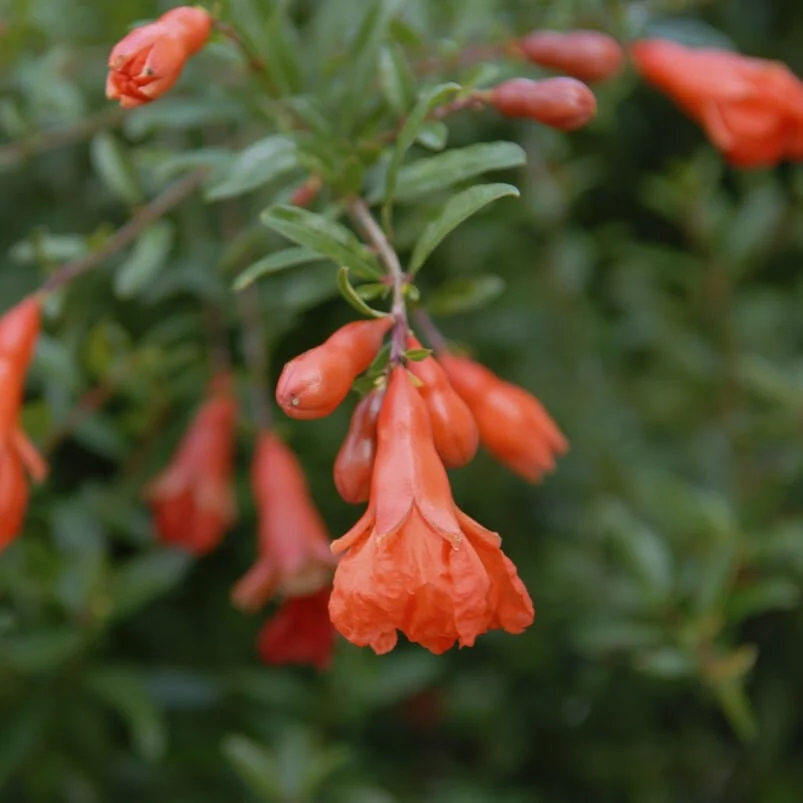 'Nana' Patio Pomegranate Tree - Image 2