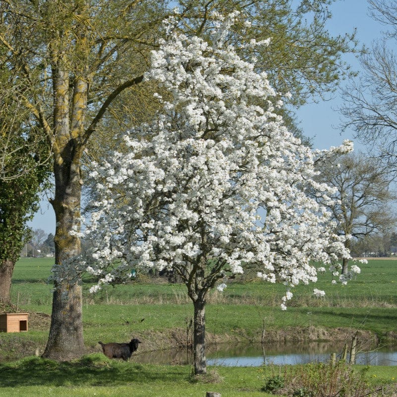 '20th Century' Japanese Pear Tree | Nashi Pear - Image 2