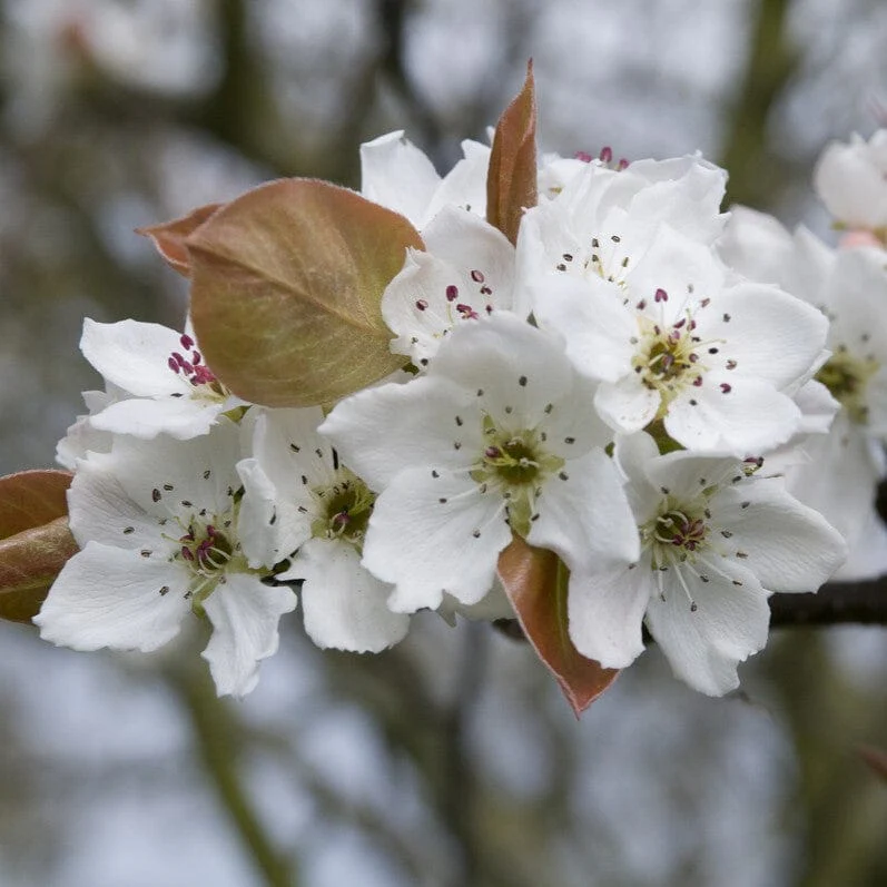 '20th Century' Japanese Pear Tree | Nashi Pear - Image 5