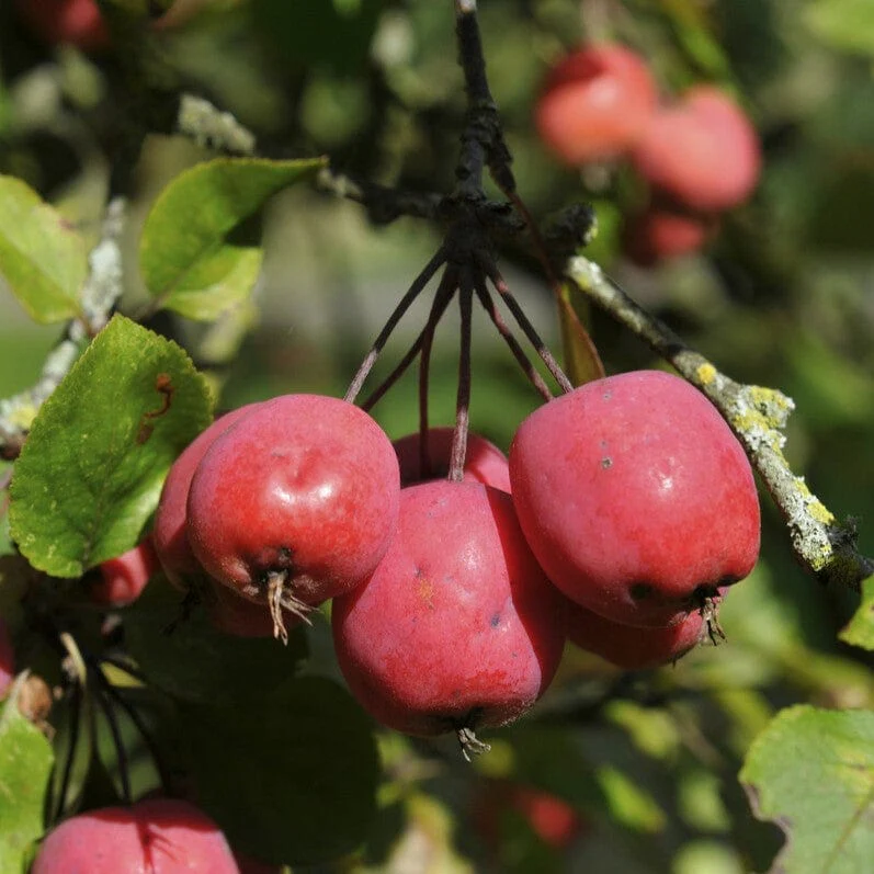 'Neville Copeman' Purple Crabapple Tree - Image 2