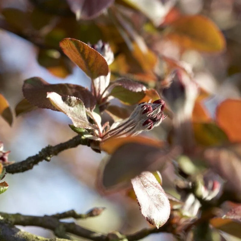 'Neville Copeman' Purple Crabapple Tree - Image 3