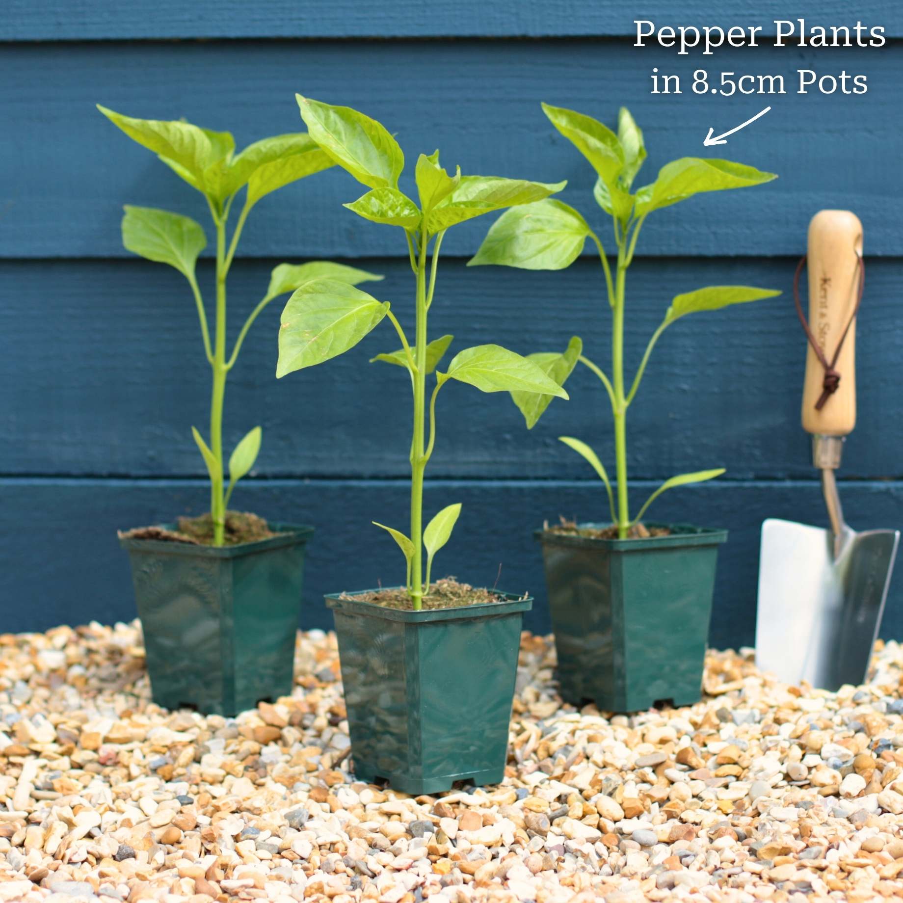 'New Ace' Red Sweet Pepper Plants - Image 4
