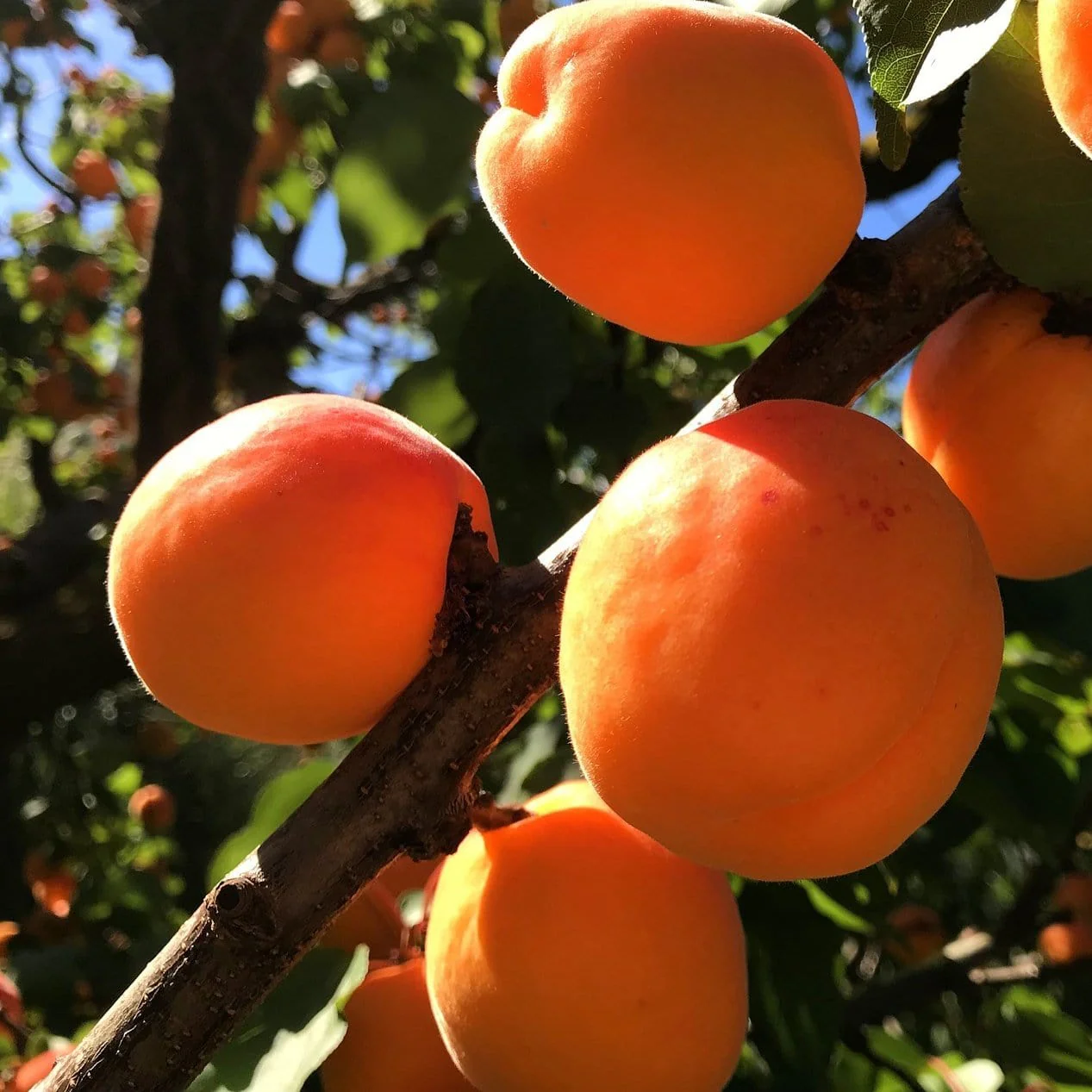 'New Large Early' Apricot Tree - Image 2