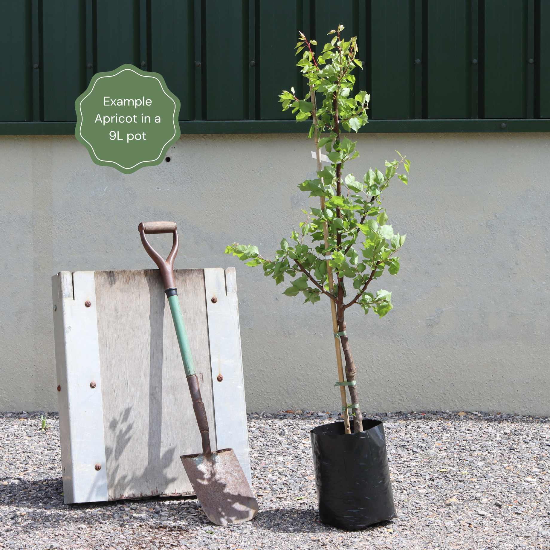 'New Large Early' Apricot Tree - Image 3