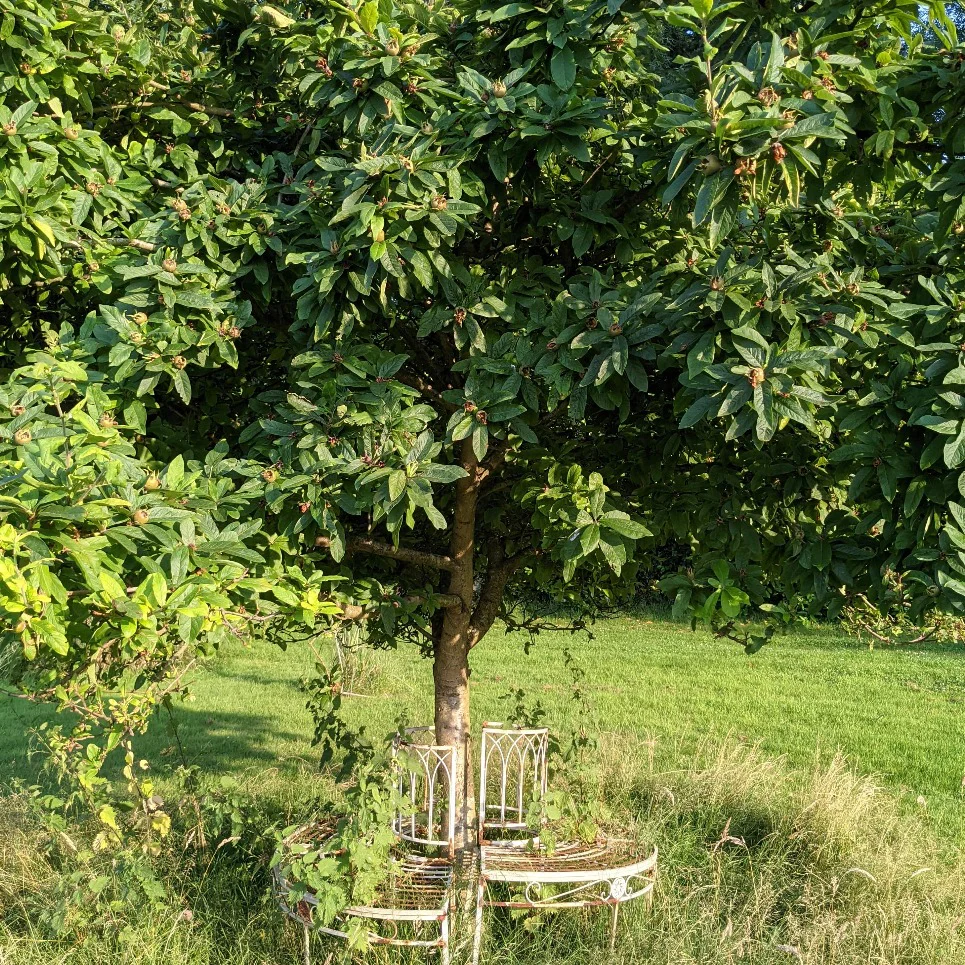 'Nottingham' Medlar Tree - Image 2