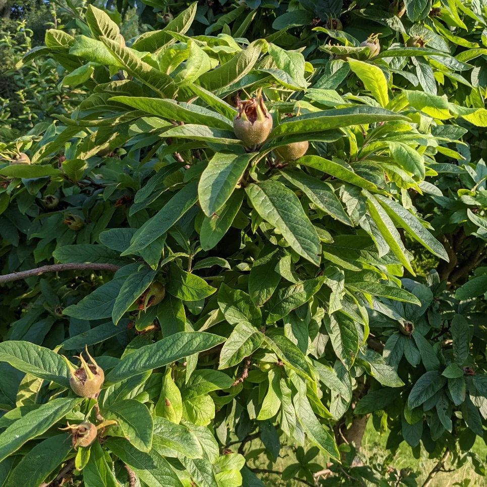 'Nottingham' Medlar Tree - Image 4