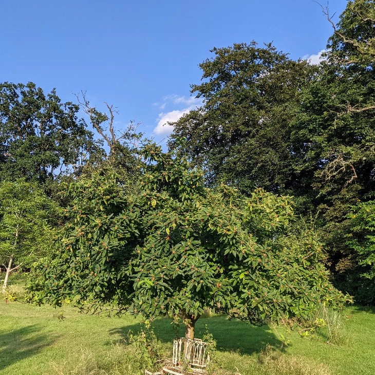 'Nottingham' Medlar Tree - Image 5
