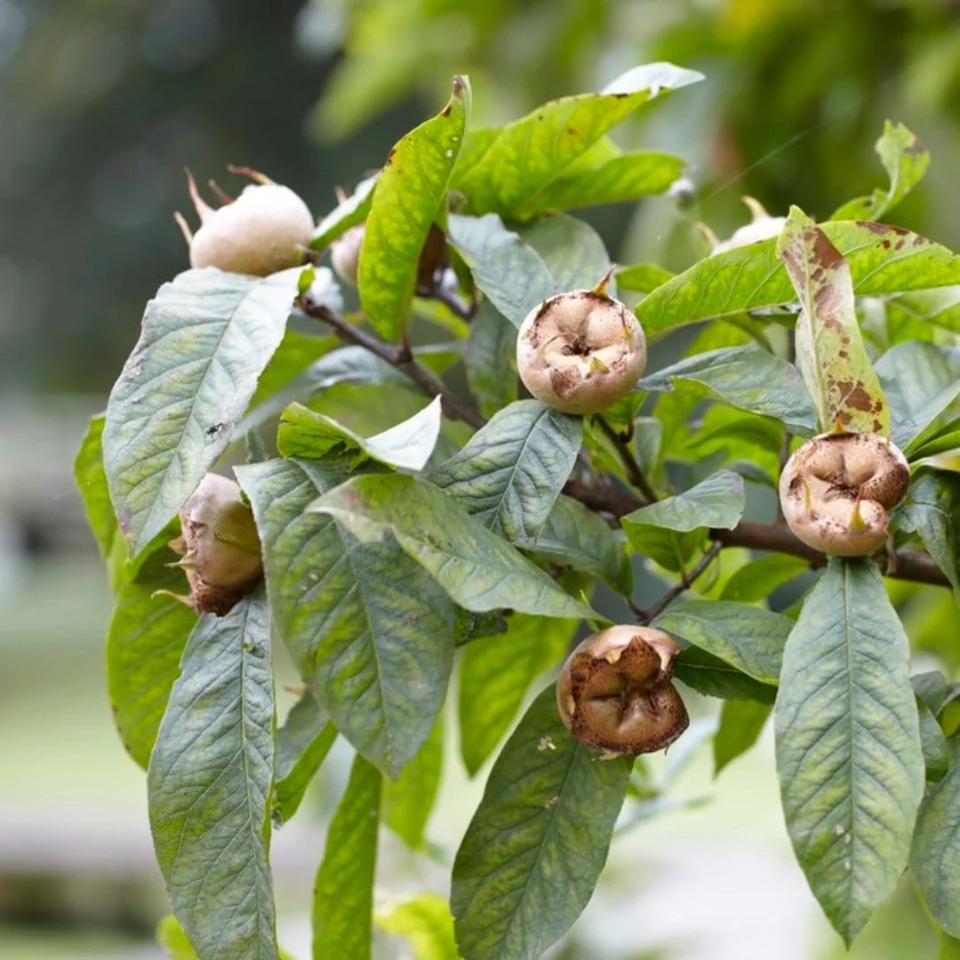 'Nottingham' Medlar Tree - Image 6