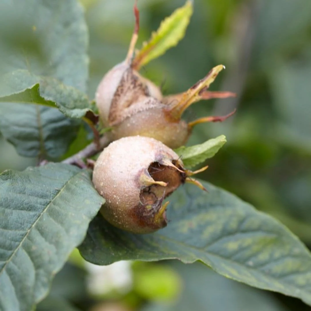 'Nottingham' Medlar Tree - Image 7