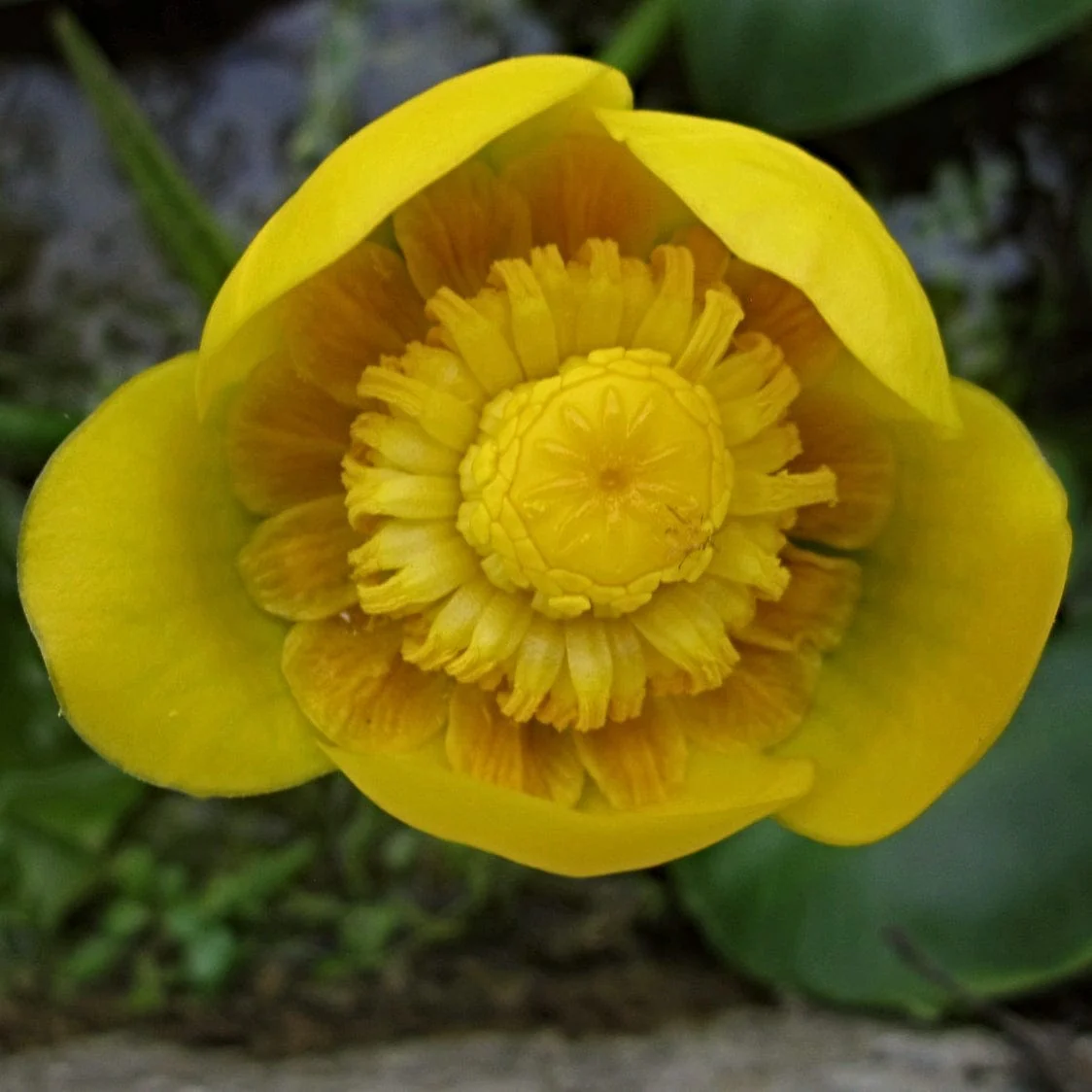 Yellow Water Lily | Nuphar lutea - Image 2