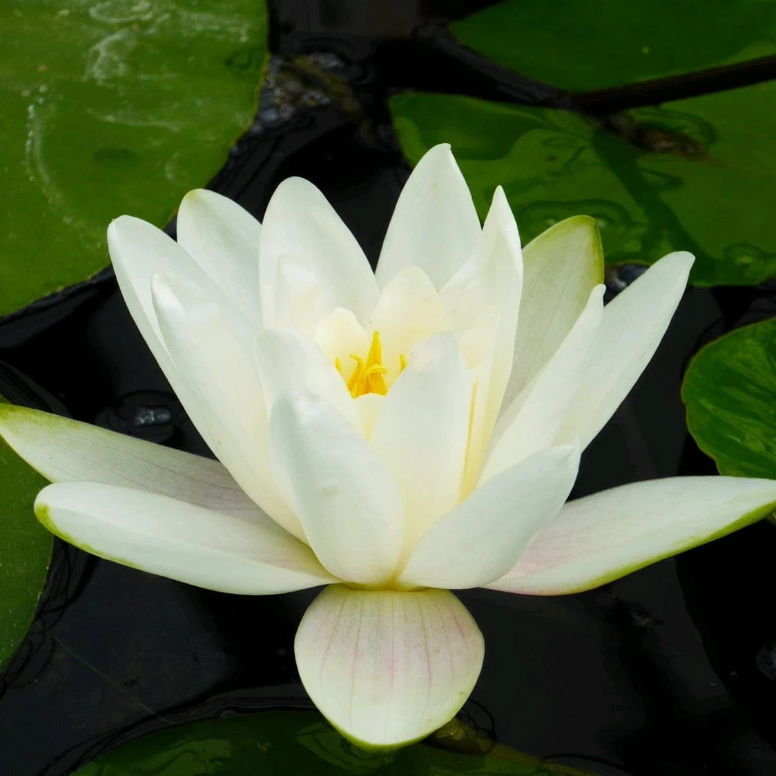 Water Lily | Nymphaea 'Albatross'