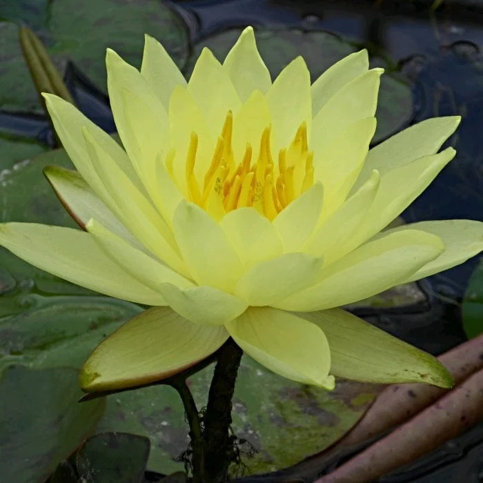 Water Lily | Nymphaea 'Lemon Mist' - Image 2