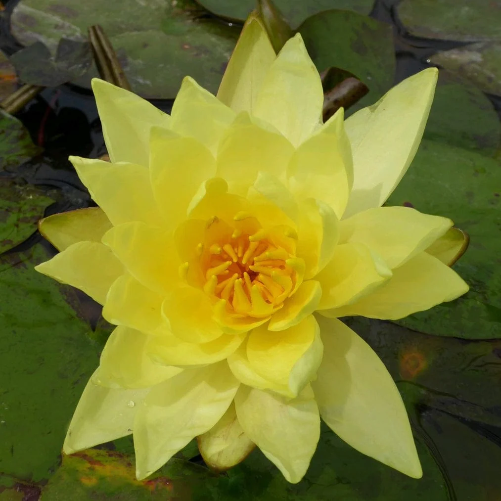 Water Lily | Nymphaea 'Lemon Mist' - Image 3