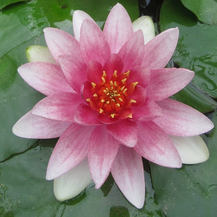 Water Lily | Nymphaea 'Mrs Richmond' - Image 2