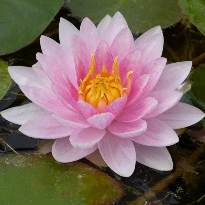 Water Lily | Nymphaea 'Mrs Richmond' - Image 4