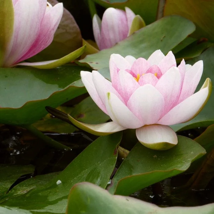 Water Lily | Nymphaea 'Mrs Richmond' - Image 6