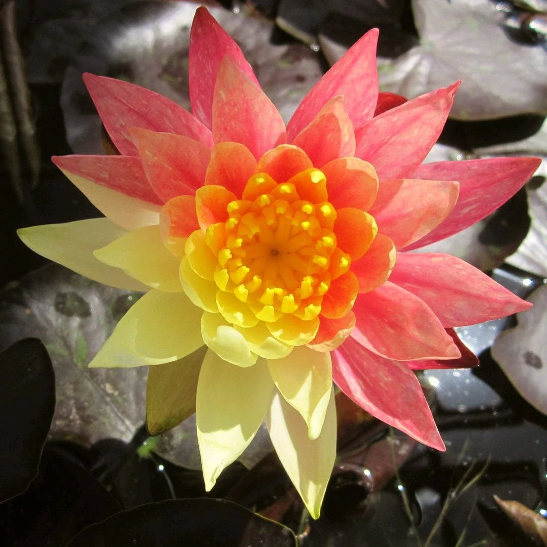 Variegated Water Lily | Nymphaea 'Wanvisa'