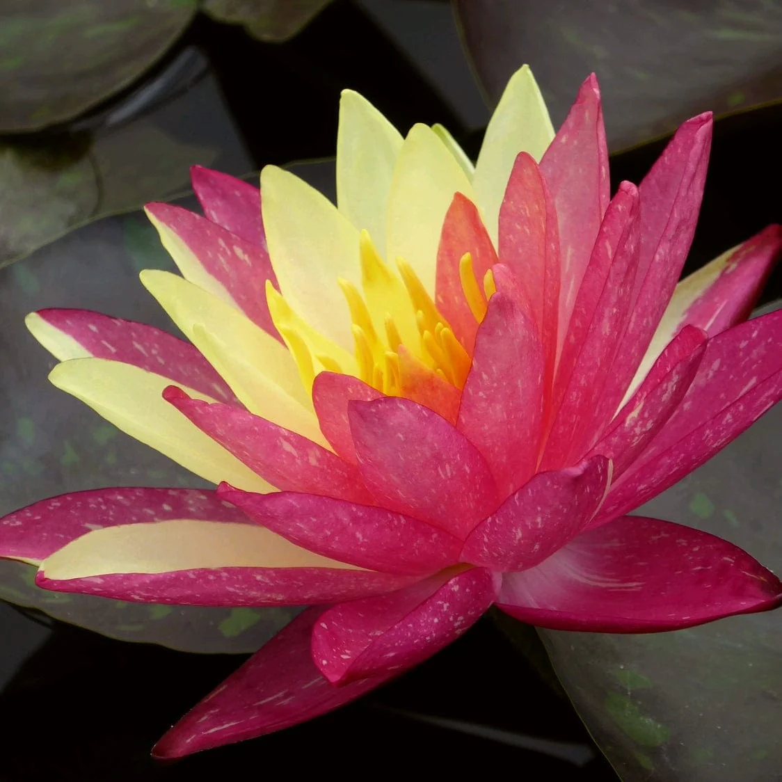 Variegated Water Lily | Nymphaea 'Wanvisa' - Image 3