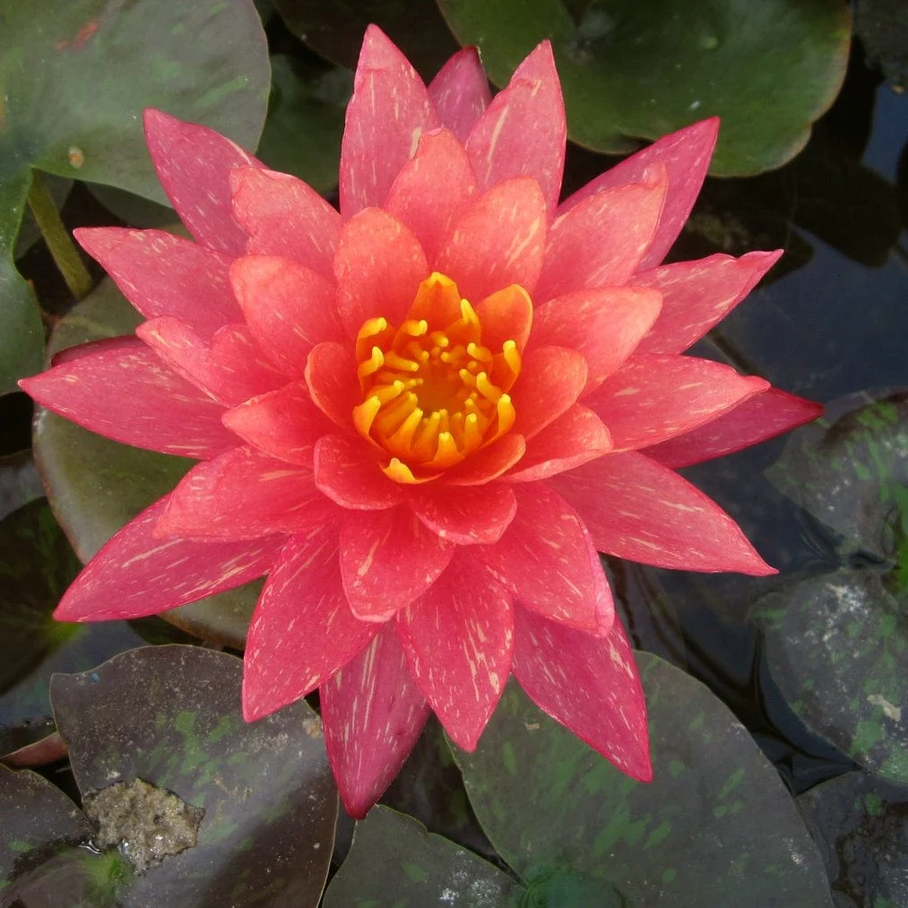 Variegated Water Lily | Nymphaea 'Wanvisa' - Image 5