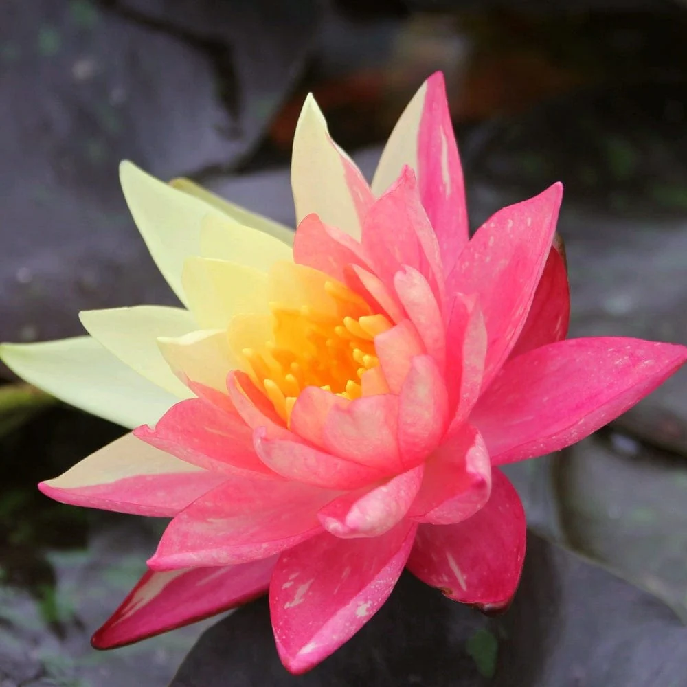 Variegated Water Lily | Nymphaea 'Wanvisa' - Image 6