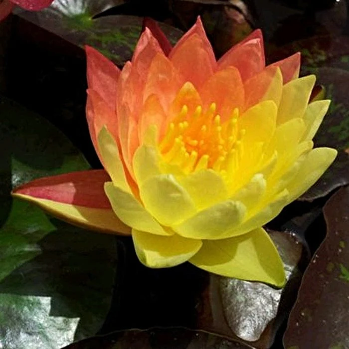 Variegated Water Lily | Nymphaea 'Wanvisa' - Image 7