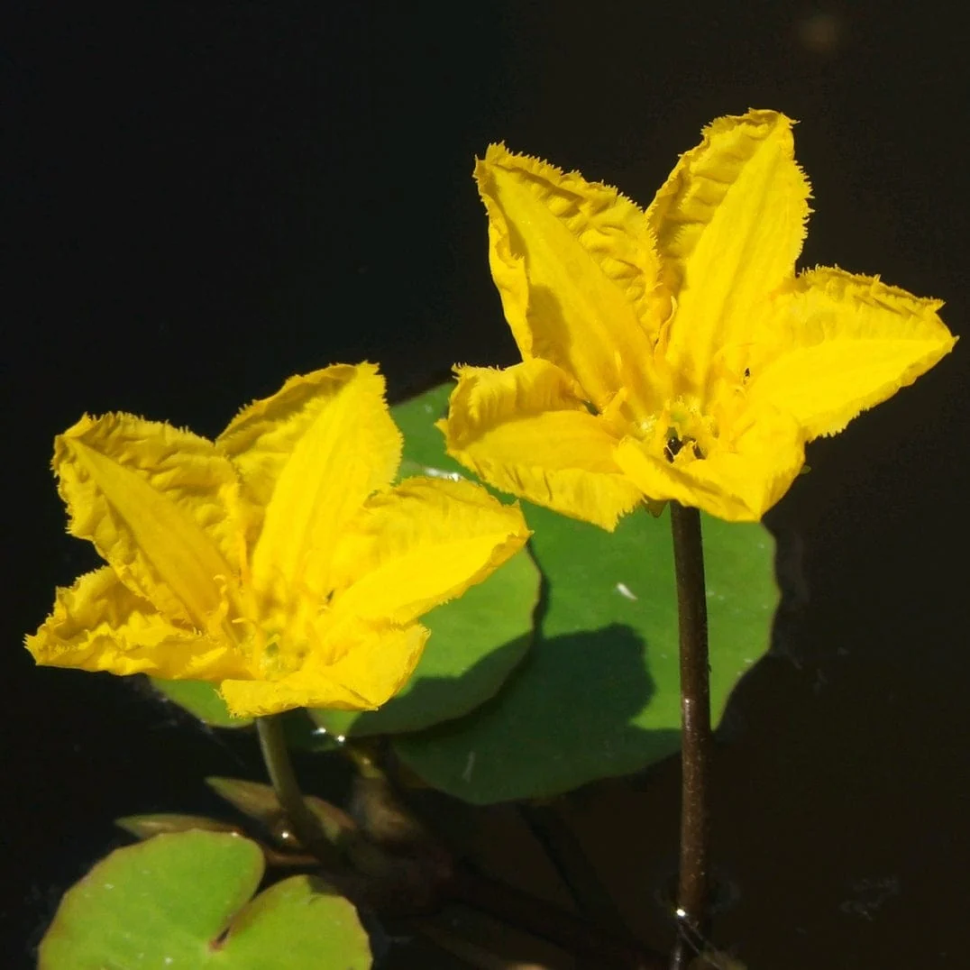 Nymphoides peltata | Yellow Floating Heart