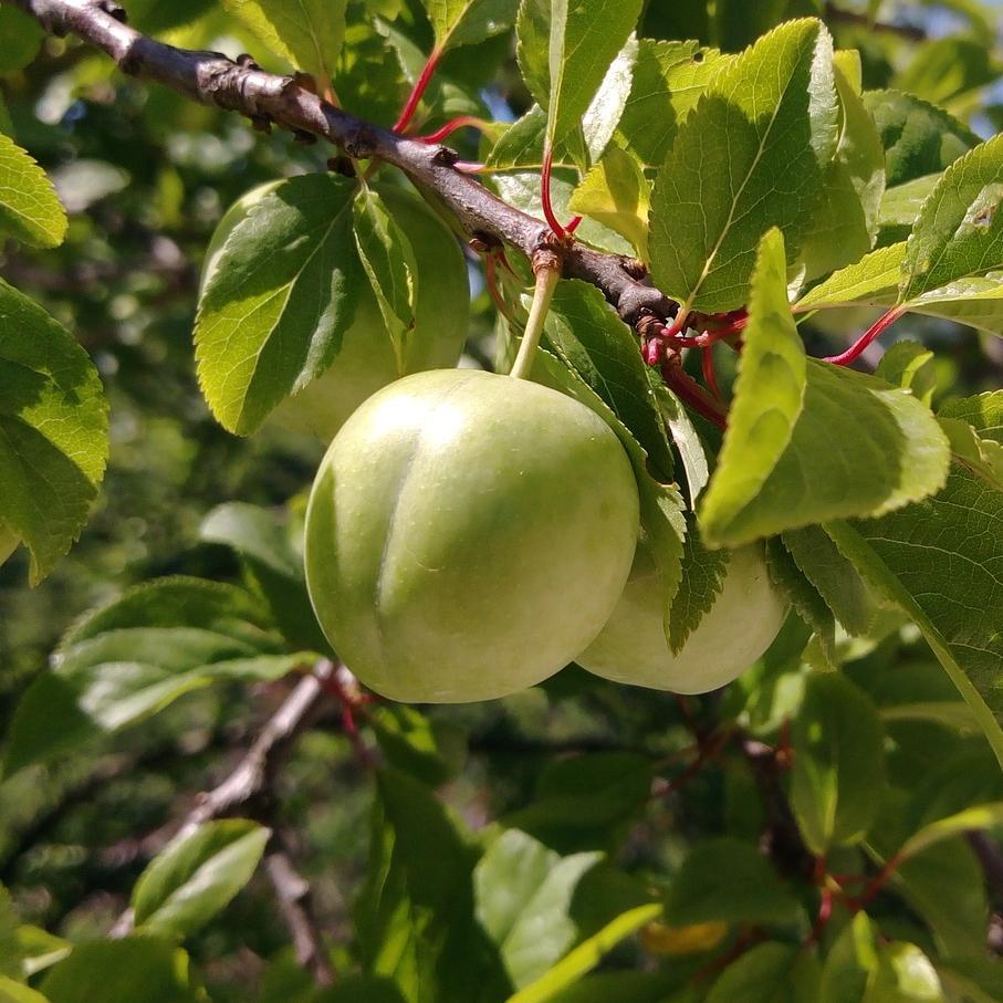 'Old Greengage' Plum Tree - Image 6