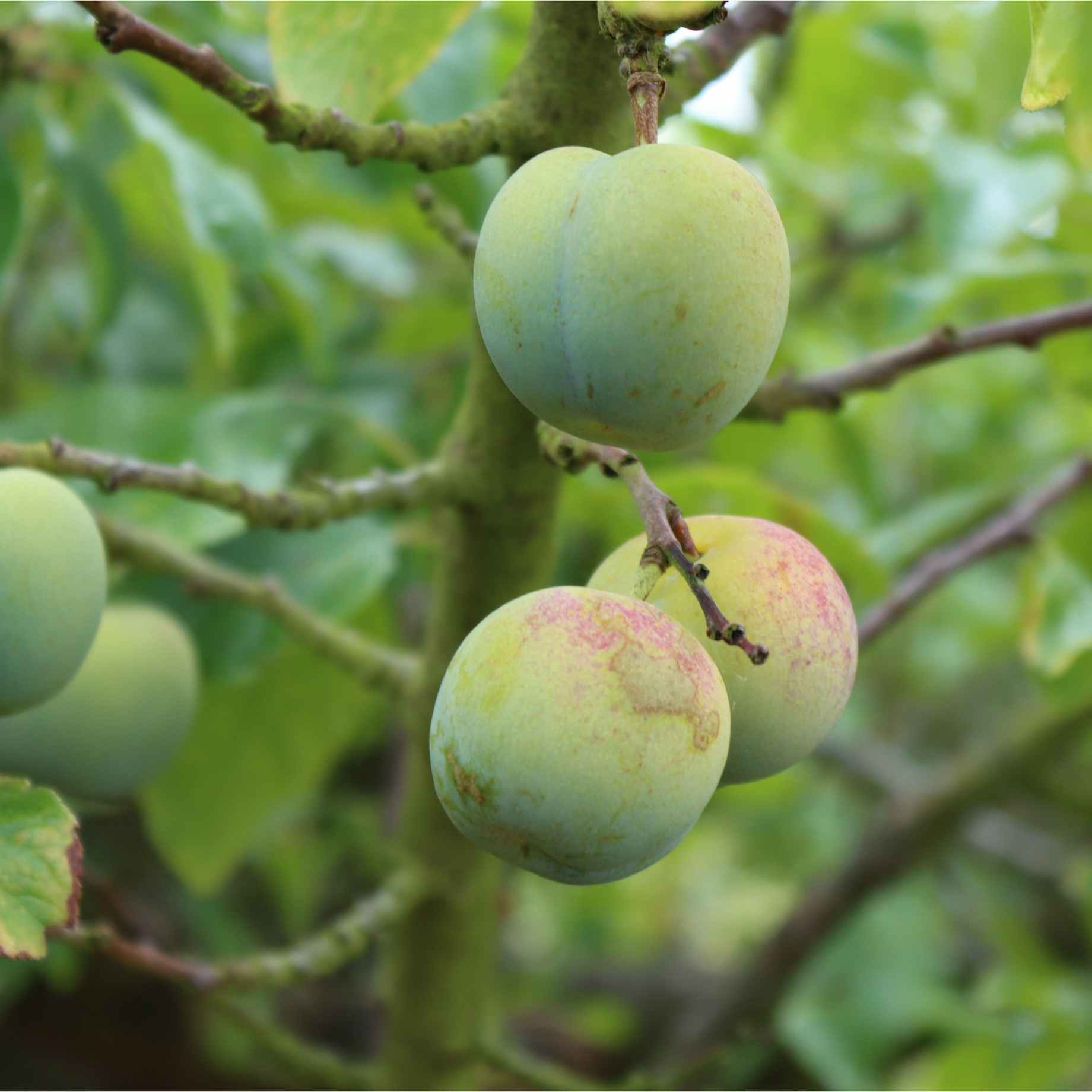 'Old Greengage' Plum Tree - Image 8