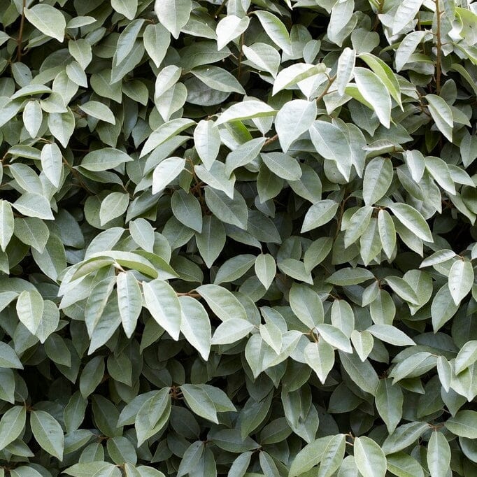 Compact Oleaster | Elaeagnus ebbingei 'Compacta' - Image 3