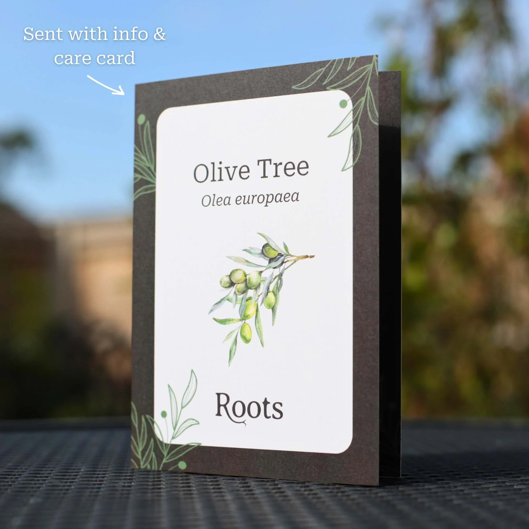 Olive Tree Gift - Image 4
