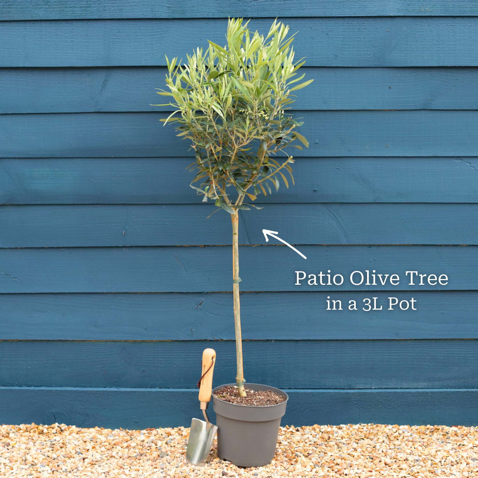 Olive Tree Gift - Image 6