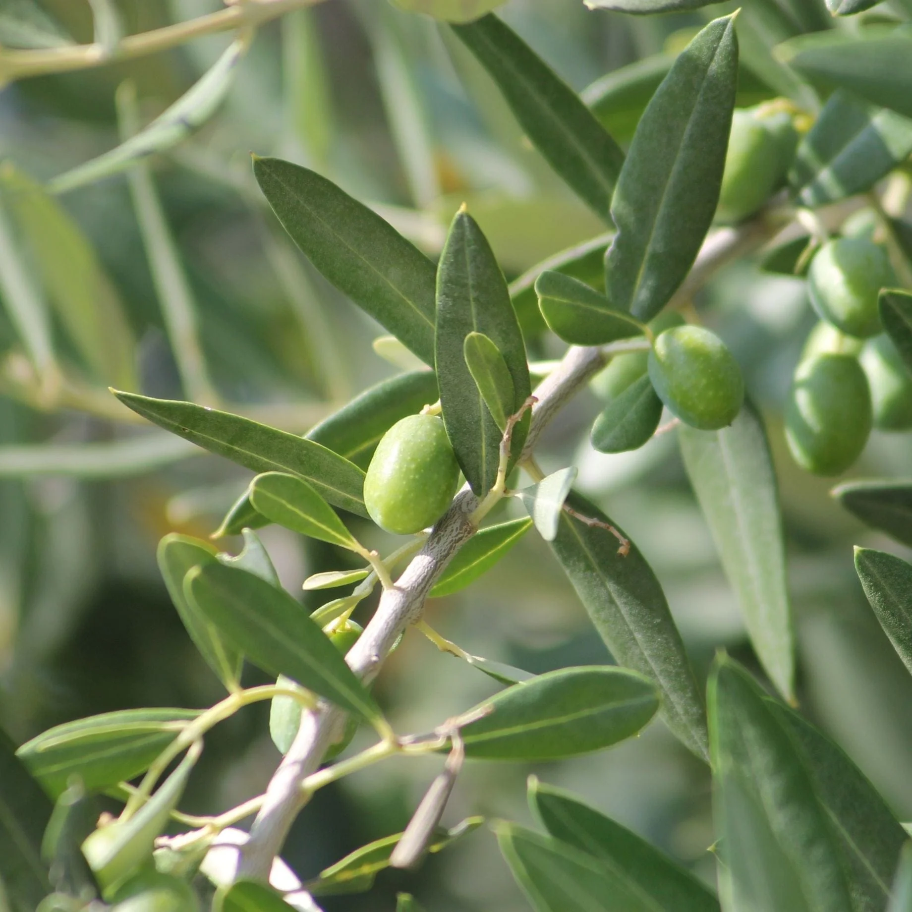 Olive Tree Gift - Image 7