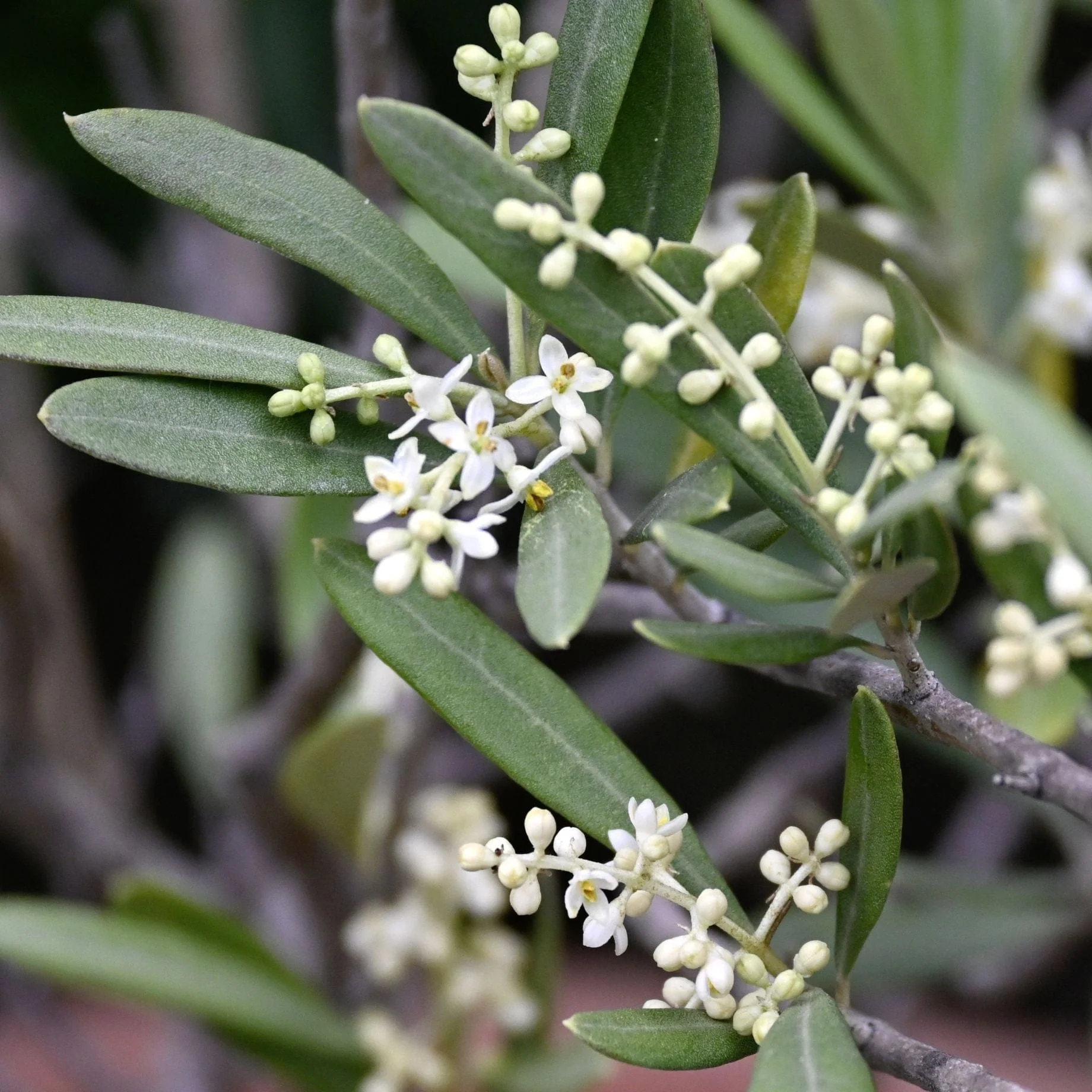 Olive Tree Gift - Image 8