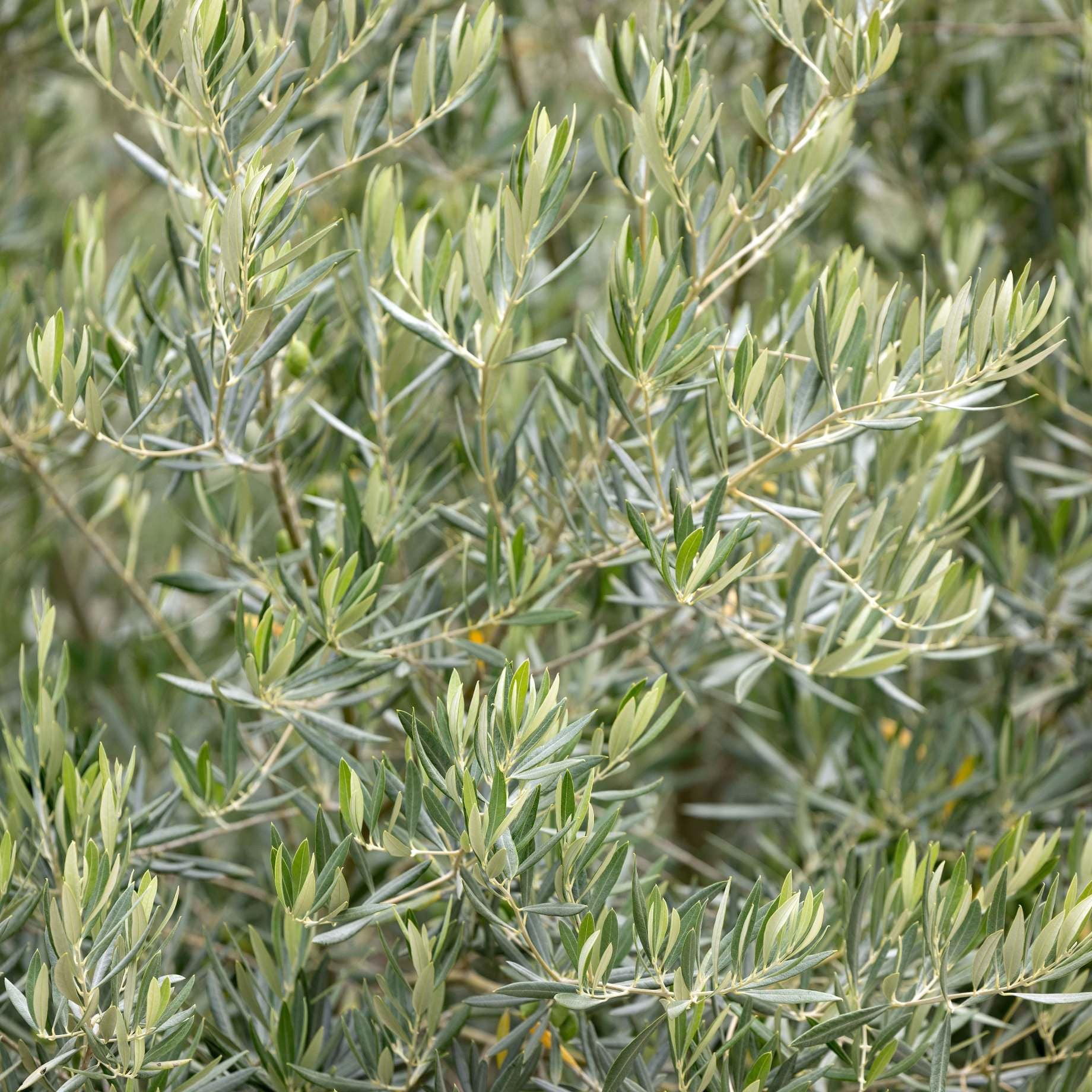 Olive Tree Gift - Image 9