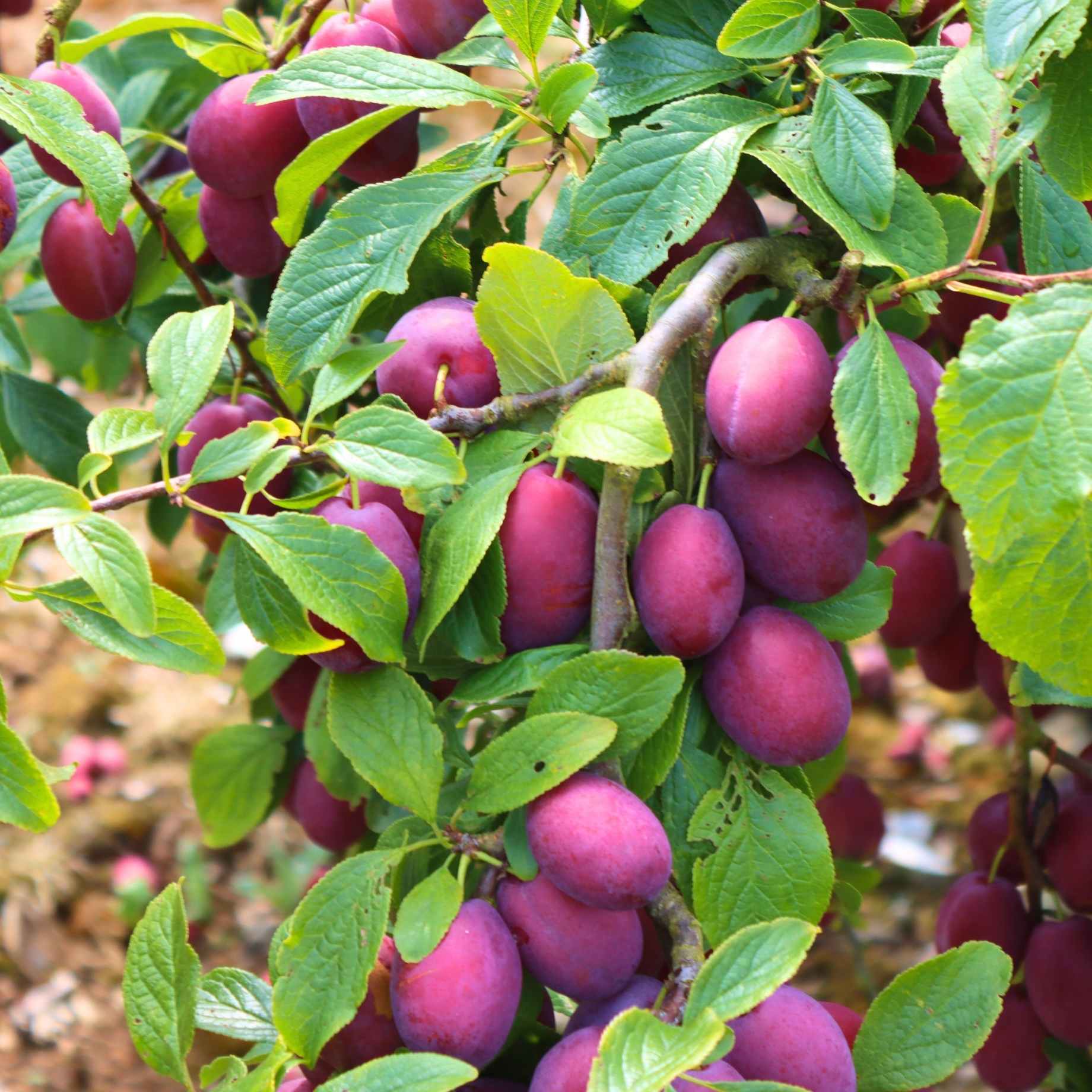 'Opal' Plum Tree - Image 3