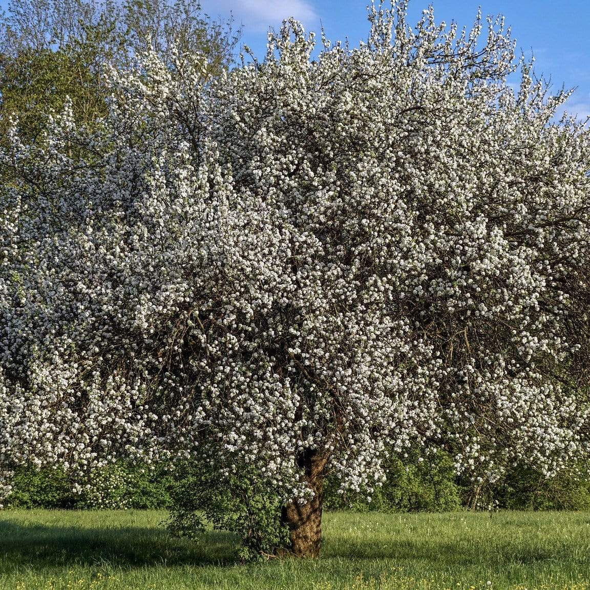 'Opal' Plum Tree - Image 4