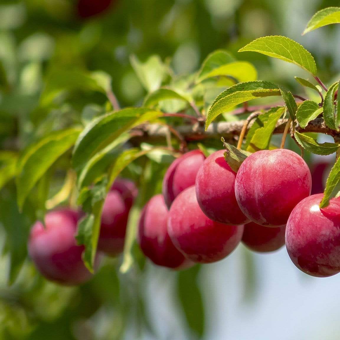 'Opal' Plum Tree - Image 5