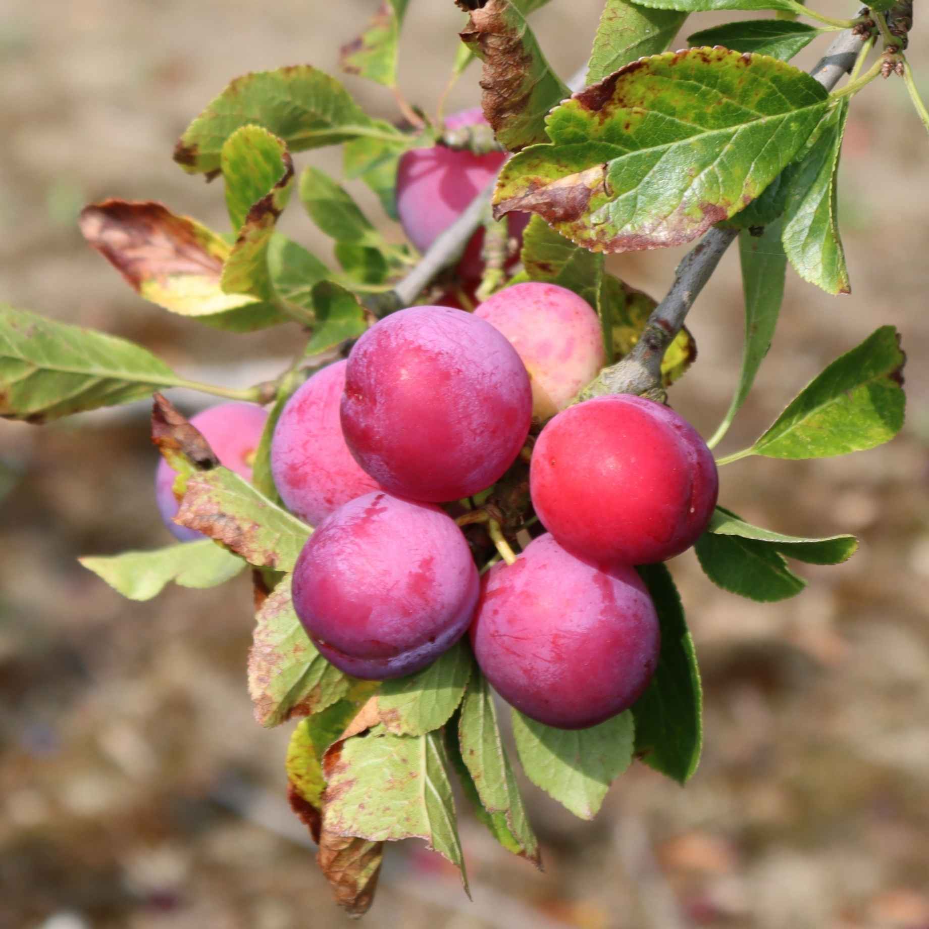'Opal' Plum Tree - Image 7