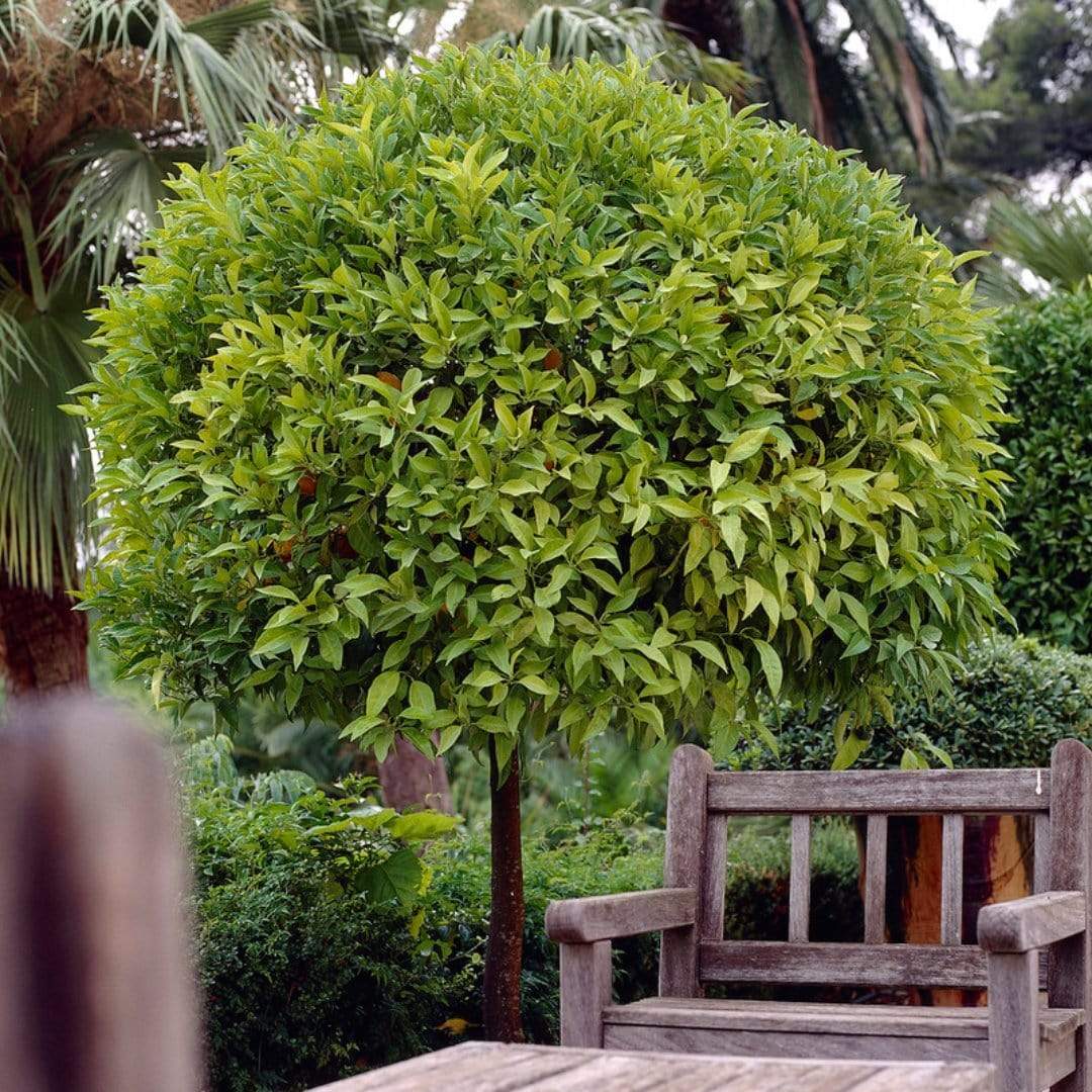 Orange and Lemon Trees | Perfect Partners - Image 3