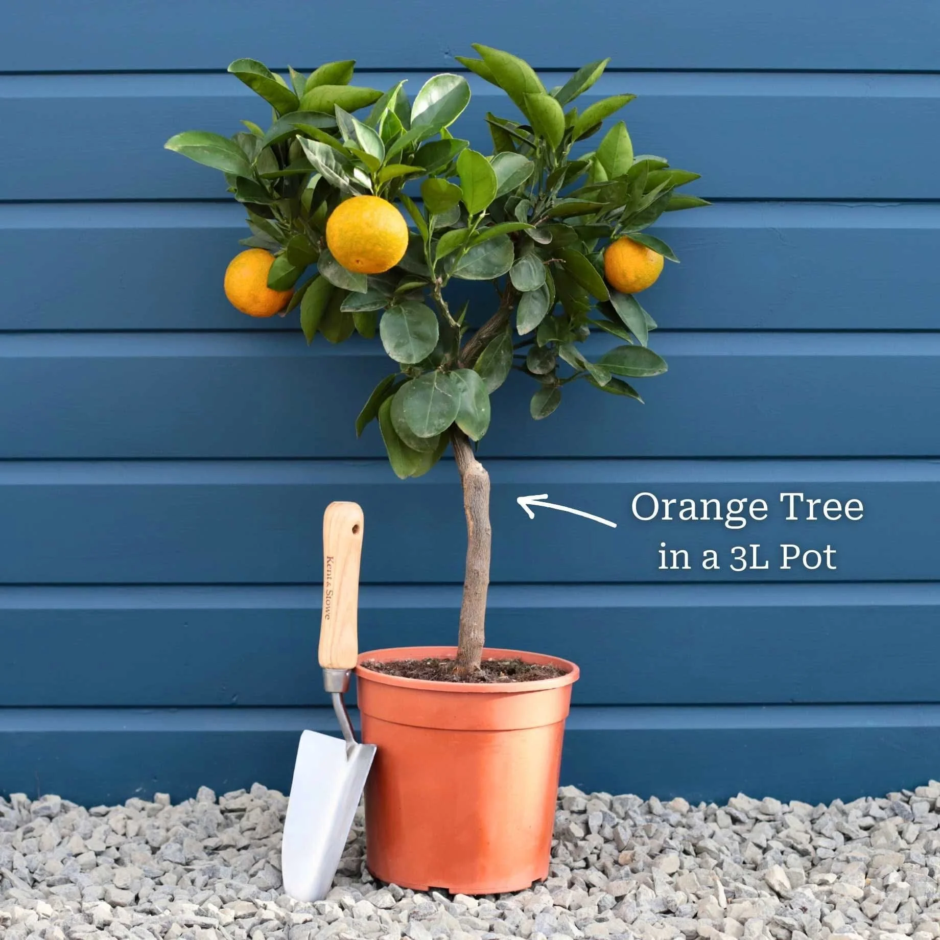 Patio Orange Tree | Sweet Orange - Image 3