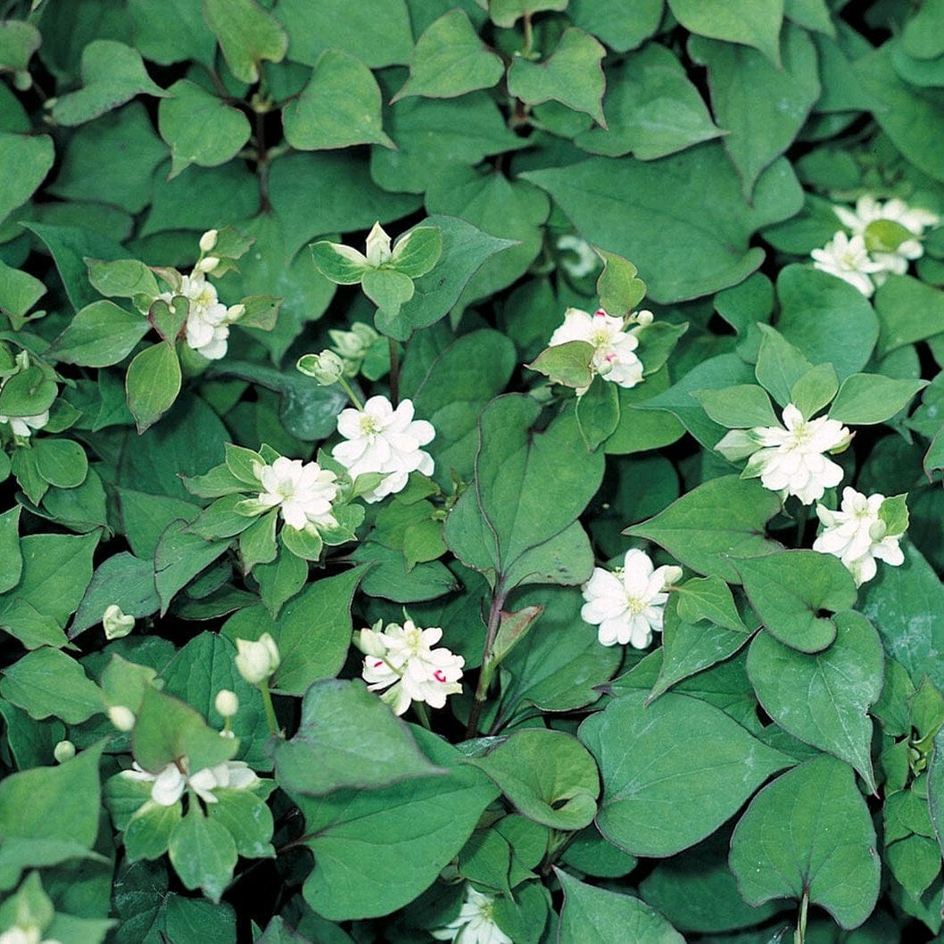 Orange Peel Plant | Houttuynia cordata 'Plena' - Image 3